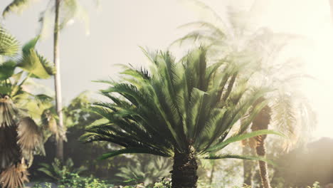 Tropischer-Garten-Mit-Palmen-In-Sonnenstrahlen